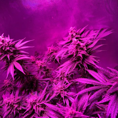 Biscotti growlog timeline photo