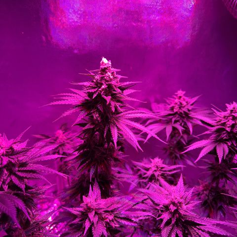 Biscotti growlog timeline photo