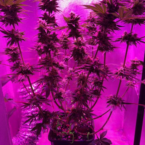 Biscotti growlog timeline photo