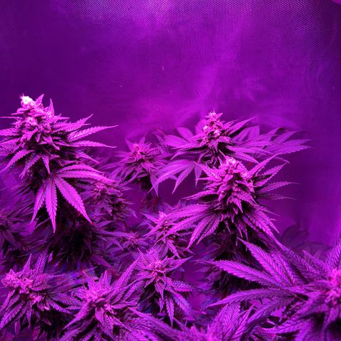 Biscotti growlog timeline photo