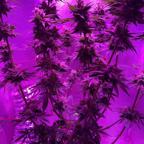 Biscotti growlog timeline photo