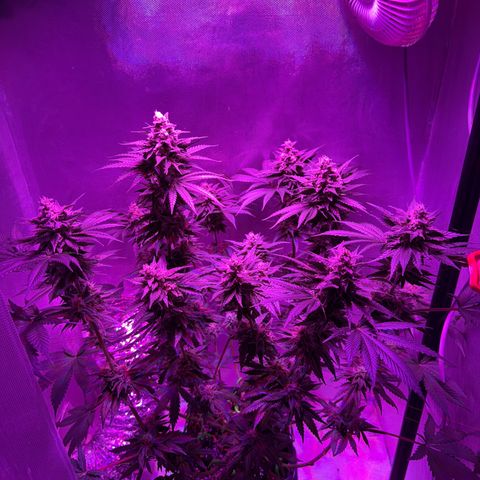 Biscotti growlog timeline photo