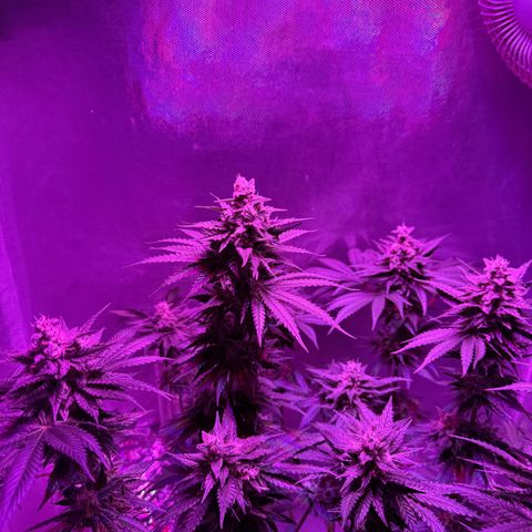 Biscotti growlog timeline photo
