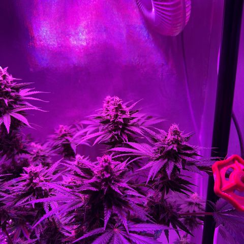 Biscotti growlog timeline photo