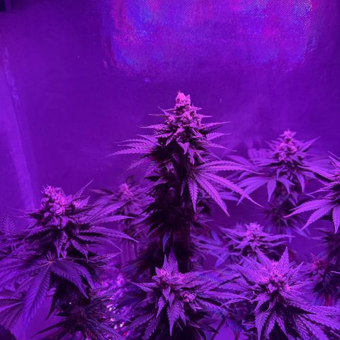 Biscotti growlog timeline photo