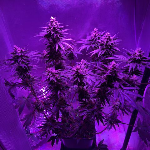 Biscotti growlog timeline photo
