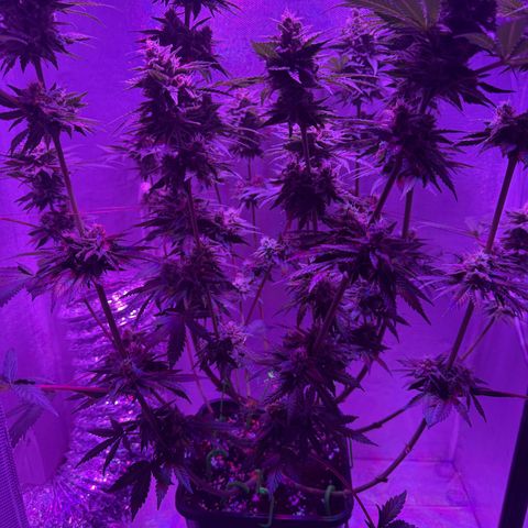 Biscotti growlog timeline photo
