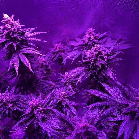 Biscotti growlog timeline photo