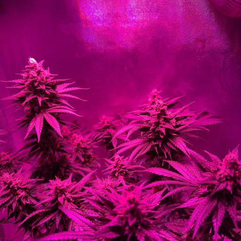 Biscotti growlog timeline photo