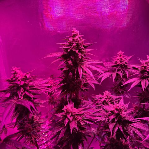 Biscotti growlog timeline photo
