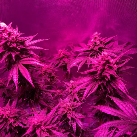 Biscotti growlog timeline photo