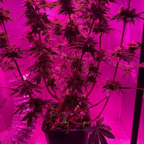 Biscotti growlog timeline photo