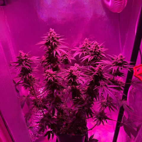 Biscotti growlog timeline photo