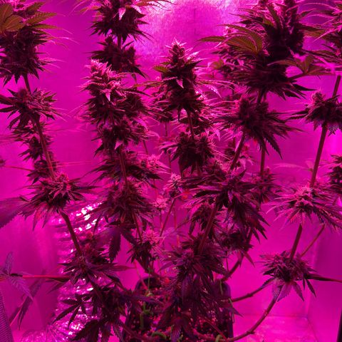 Biscotti growlog timeline photo