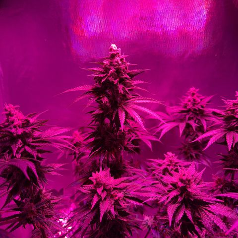 Biscotti growlog timeline photo