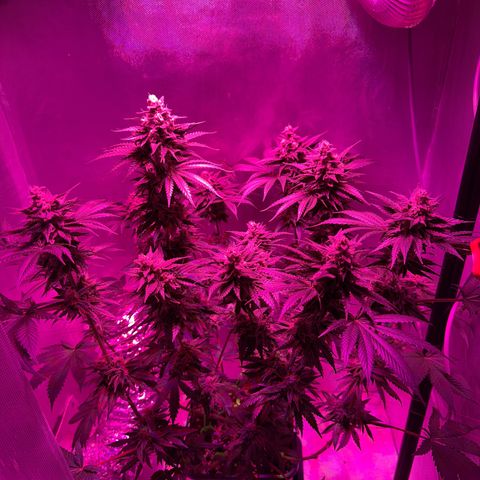 Biscotti growlog timeline photo