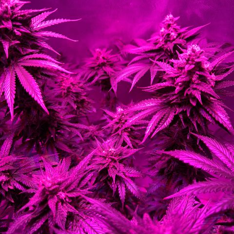 Biscotti growlog timeline photo