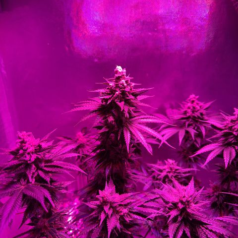 Biscotti growlog timeline photo