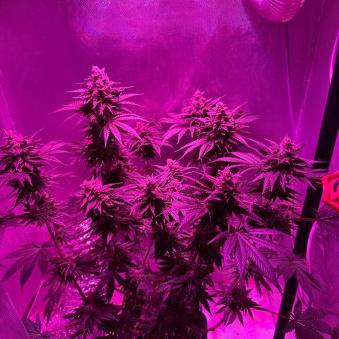 Biscotti growlog timeline photo