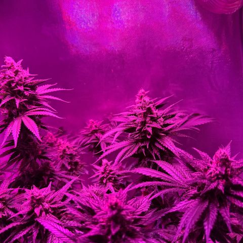 Biscotti growlog timeline photo