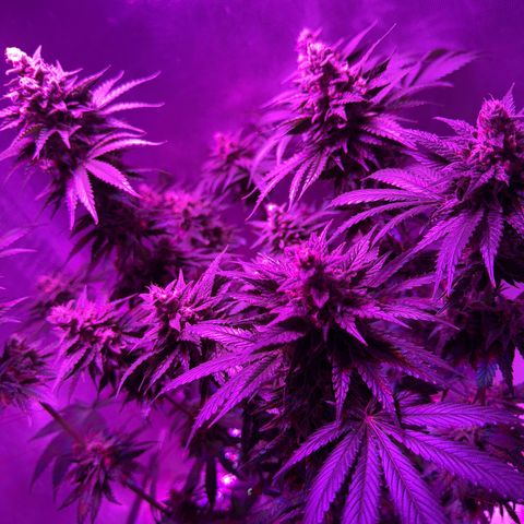 Biscotti growlog timeline photo