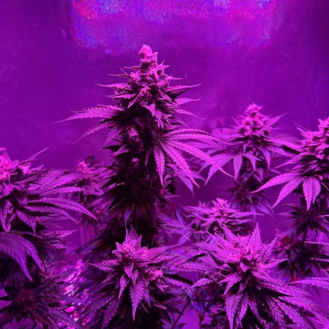 Biscotti growlog timeline photo