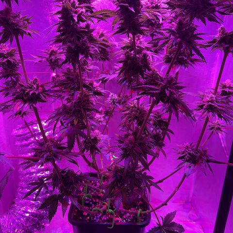 Biscotti growlog timeline photo