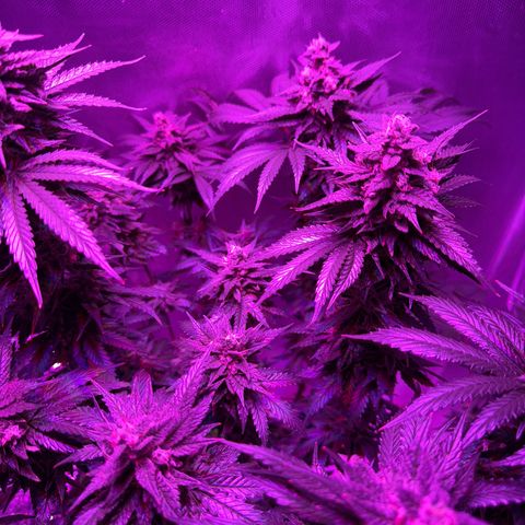 Biscotti growlog timeline photo
