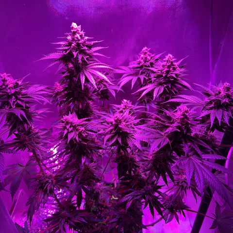 Biscotti growlog timeline photo