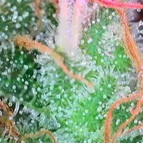 Biscotti growlog timeline photo