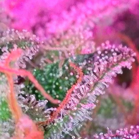 Biscotti growlog timeline photo
