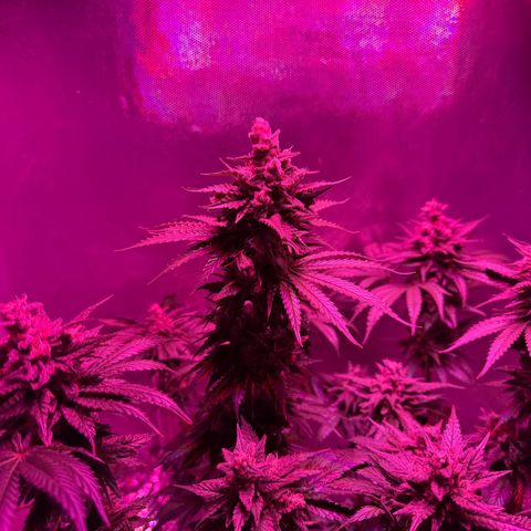 Biscotti growlog timeline photo