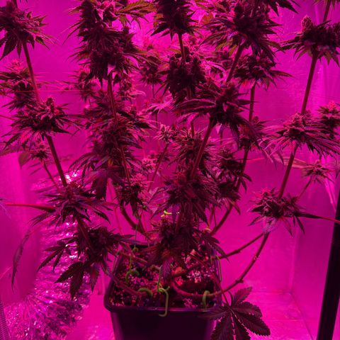 Biscotti growlog timeline photo