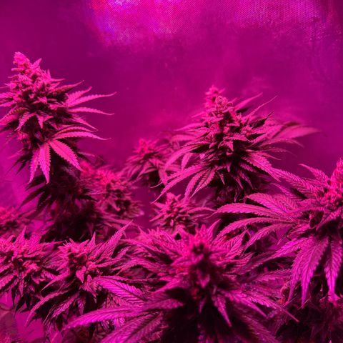 Biscotti growlog timeline photo