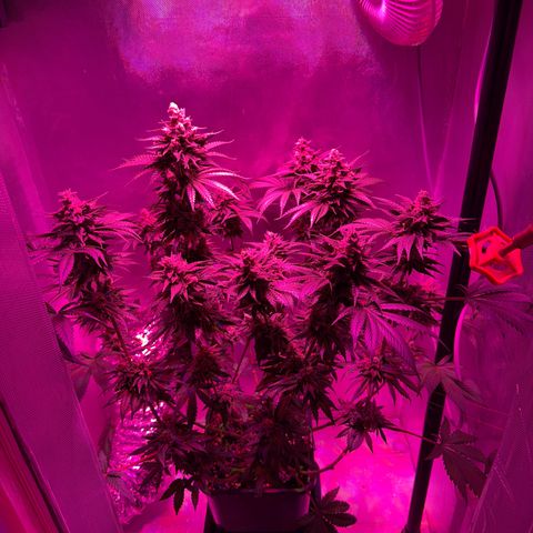 Biscotti growlog timeline photo