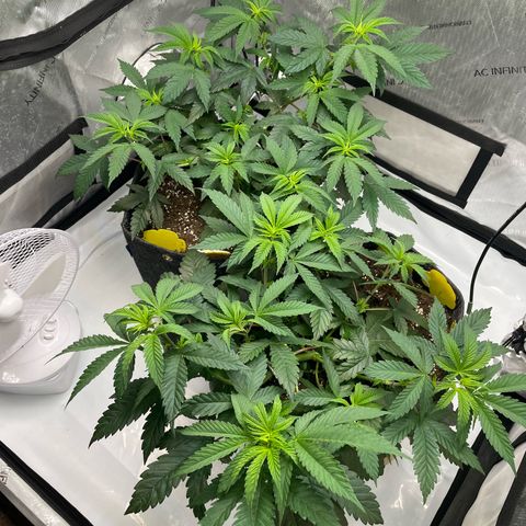 Cookies Lemonade - Peach Tea growlog timeline photo