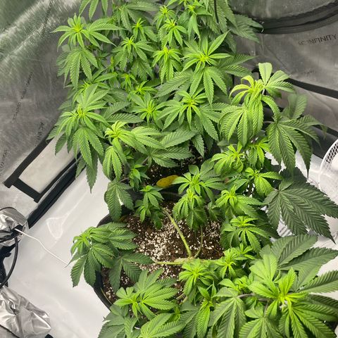 Cookies Lemonade - Peach Tea growlog timeline photo