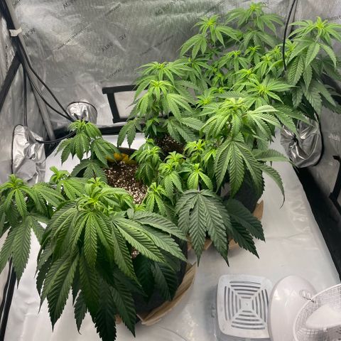 Cookies Lemonade - Peach Tea growlog timeline photo