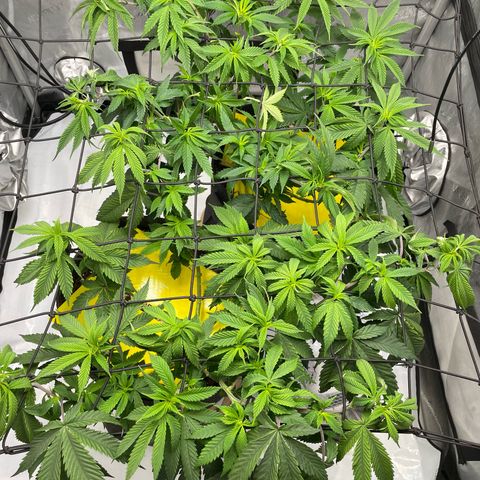 Cookies Lemonade - Peach Tea growlog photo: 😛😎