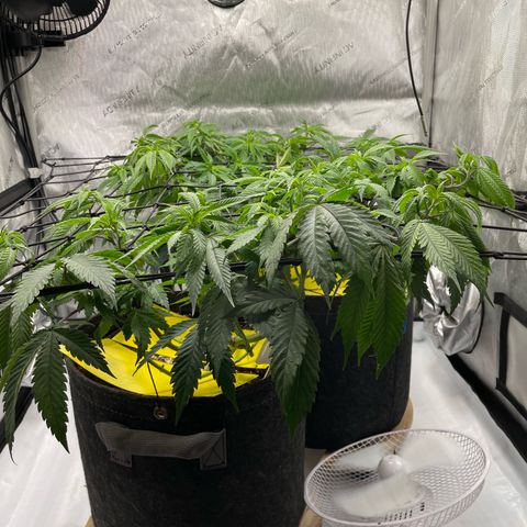Cookies Lemonade - Peach Tea growlog photo: 😛😎