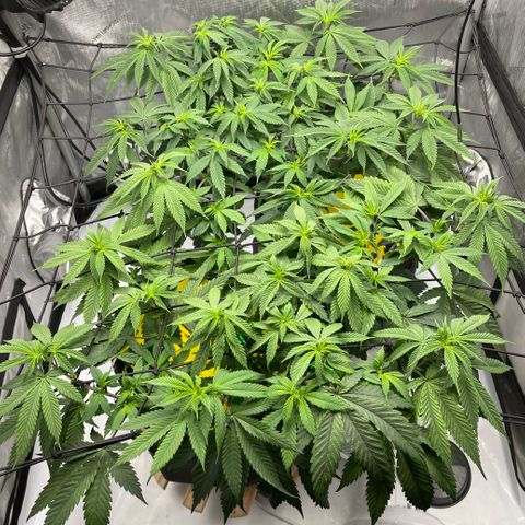 Cookies Lemonade - Peach Tea growlog timeline photo