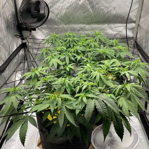 Cookies Lemonade - Peach Tea growlog timeline photo
