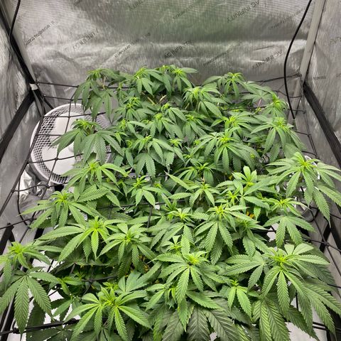 Cookies Lemonade - Peach Tea growlog photo: 🙄🫢