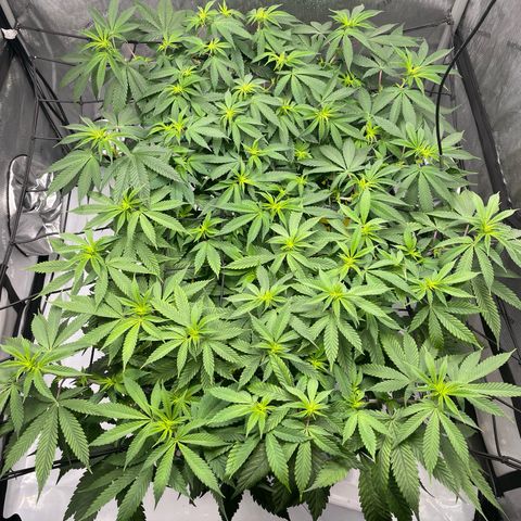 Cookies Lemonade - Peach Tea growlog timeline photo