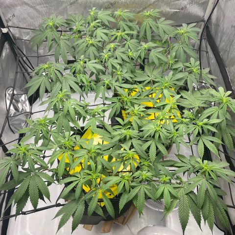 Cookies Lemonade - Peach Tea growlog timeline photo