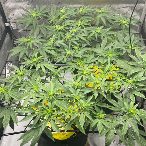 Cookies Lemonade - Peach Tea growlog timeline photo
