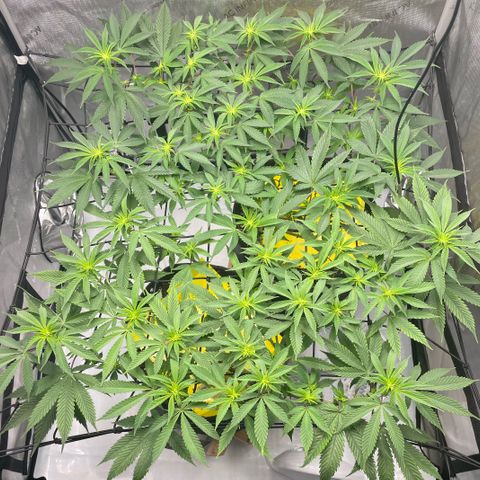 Cookies Lemonade - Peach Tea growlog timeline photo