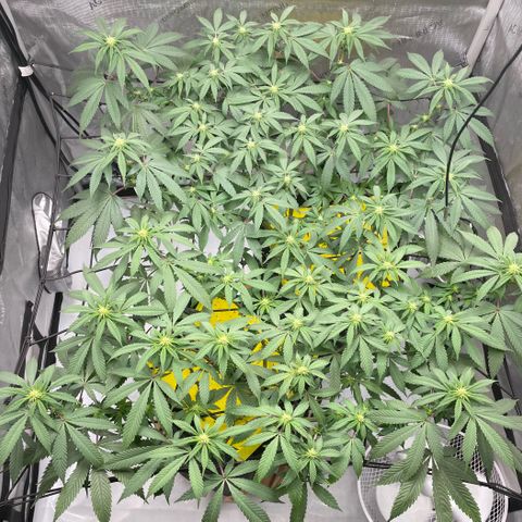 Cookies Lemonade - Peach Tea growlog photo: 😏