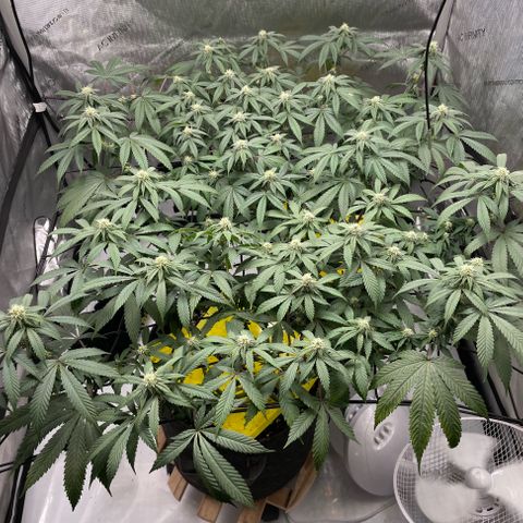 Cookies Lemonade - Peach Tea growlog timeline photo