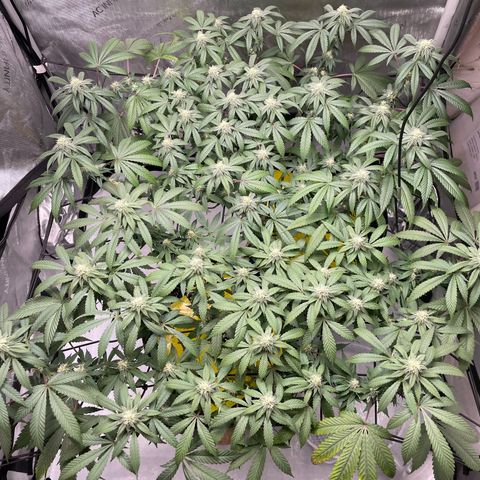 Cookies Lemonade - Peach Tea growlog timeline photo